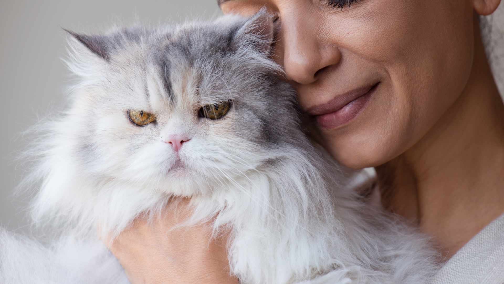 Cómo Saber si mi Gato me Quiere