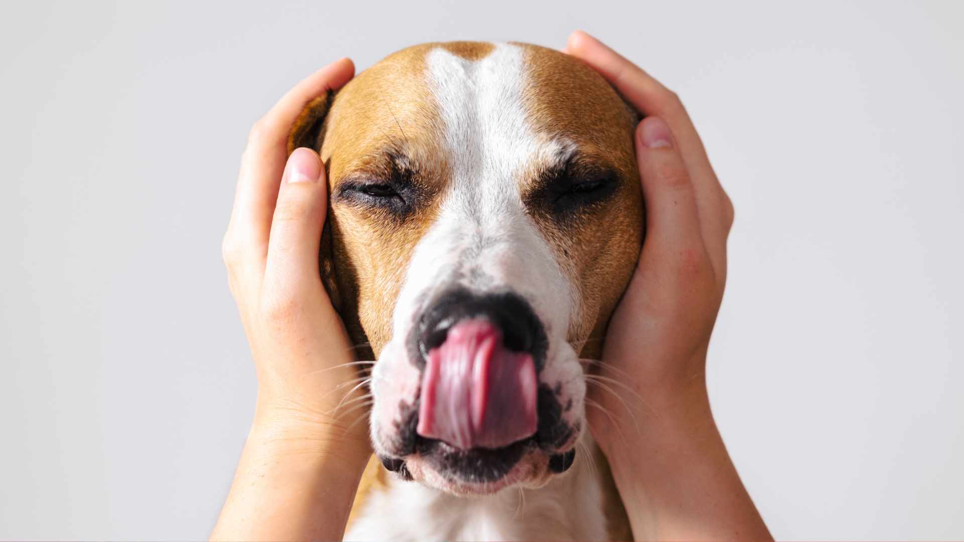 Cómo Calmar a un Perro Asustado: Guía Completa