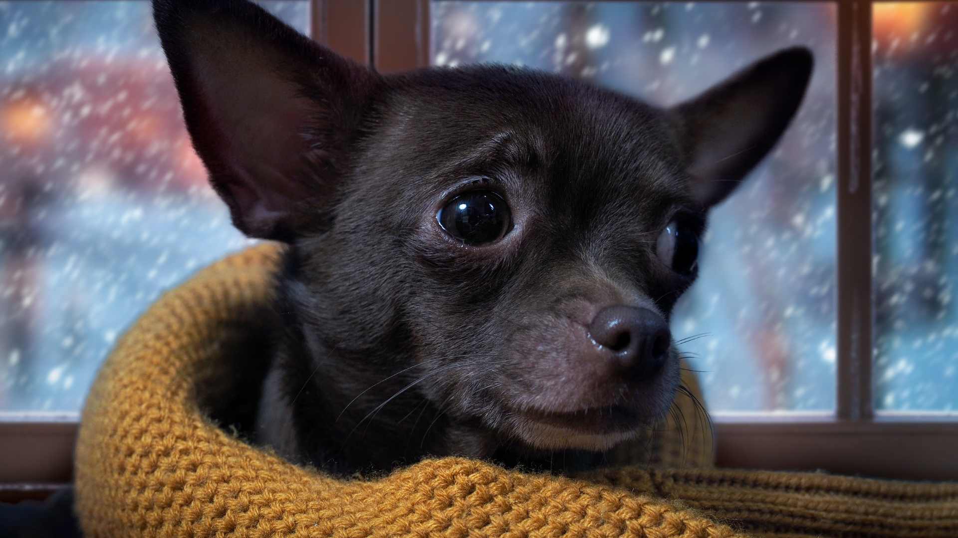 Por Qué mi Perro Tirita: Causas y Cómo Tratarlo