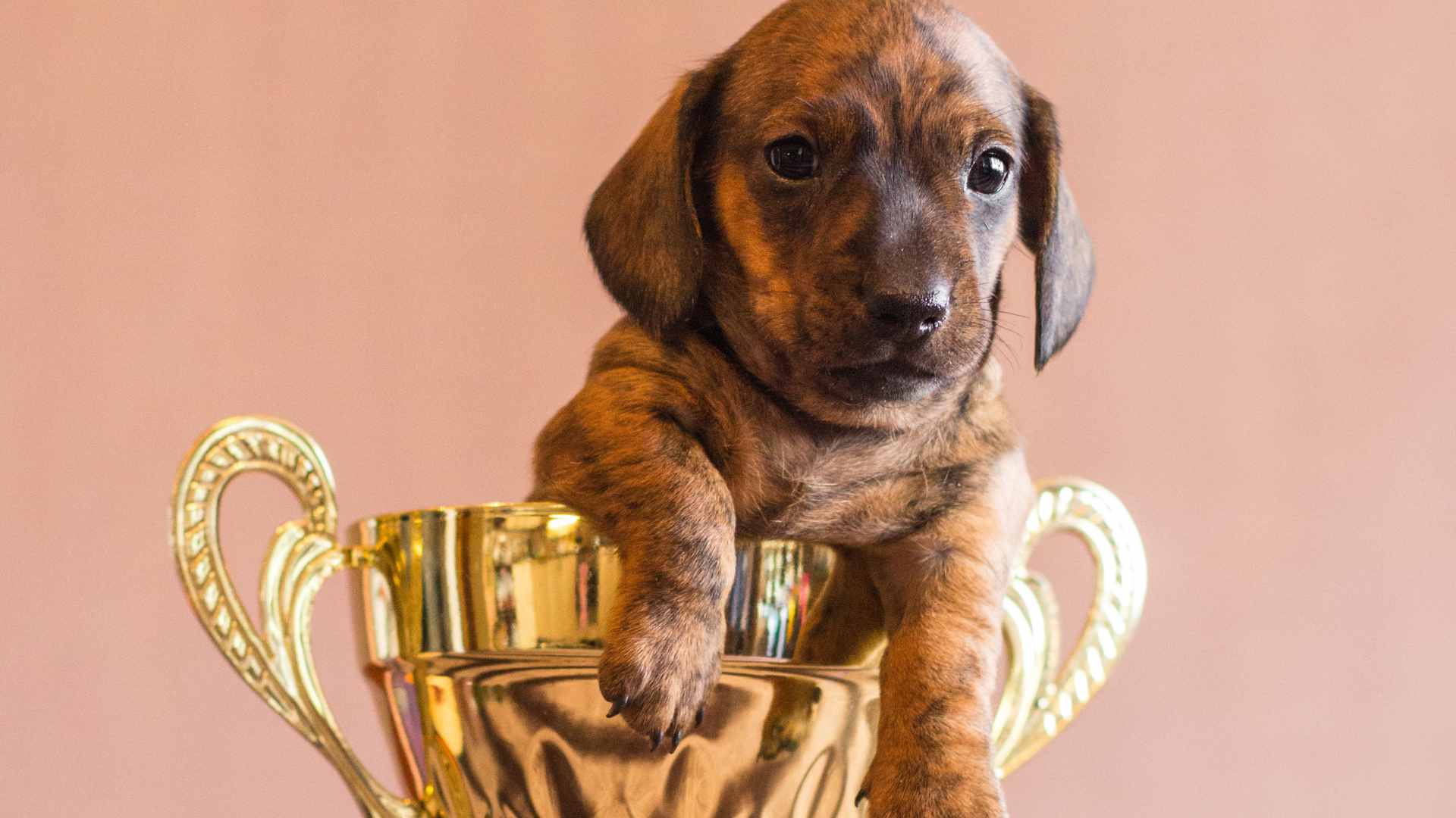 Razas de Perros Pequeños: 11 que Tienes que Conocer