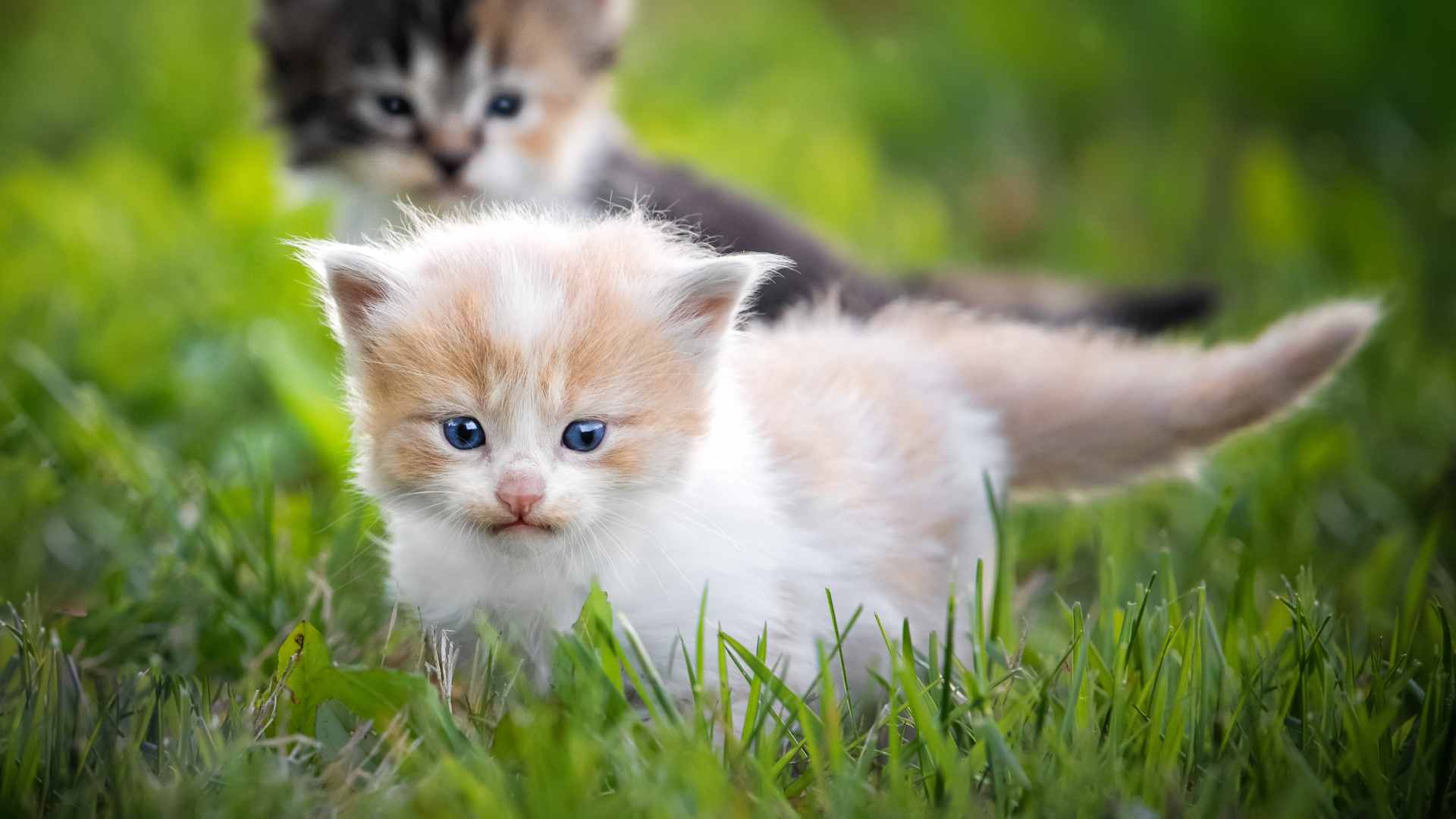 Nombres para Gatos: Las Mejores Ideas