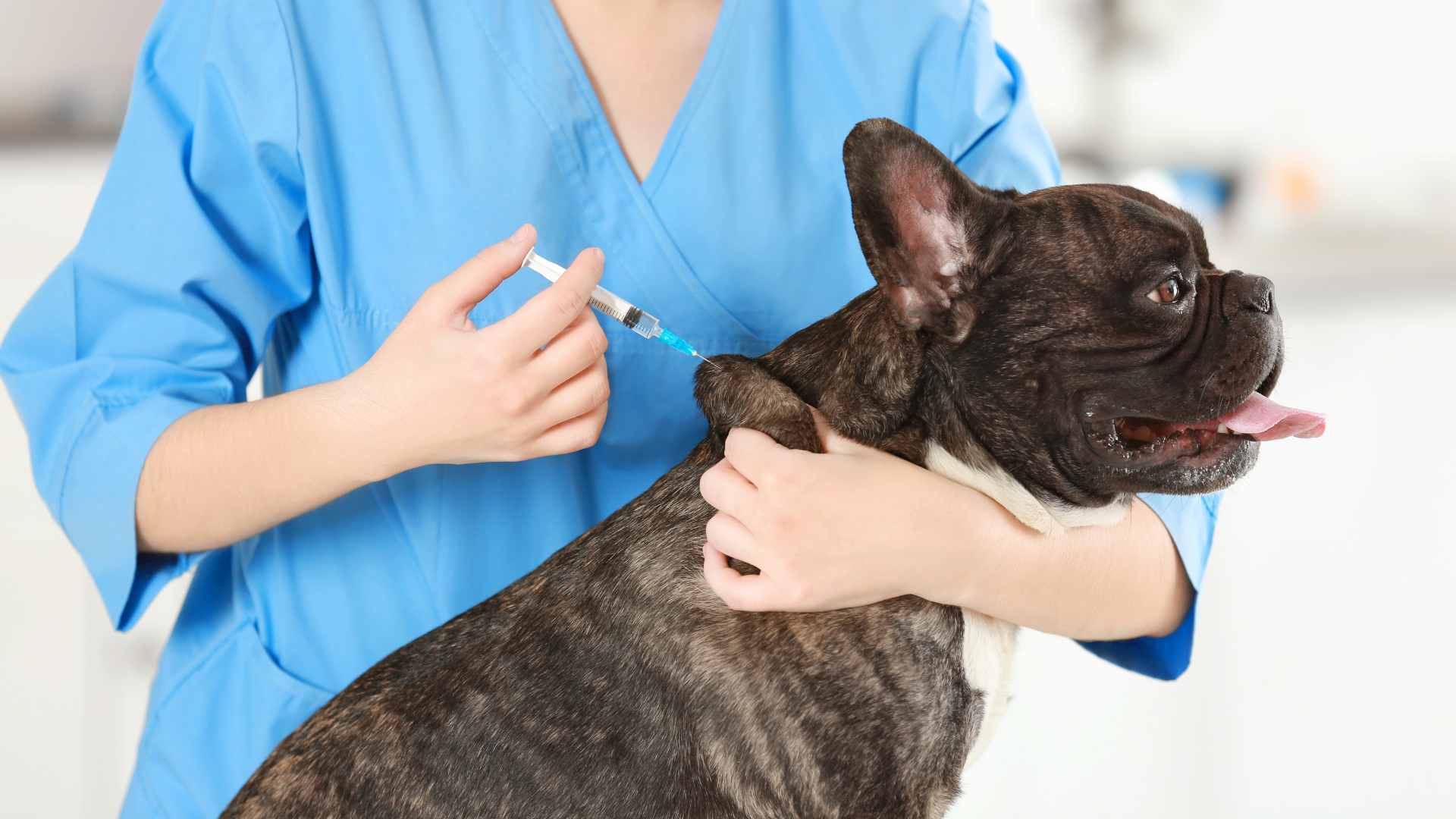 Cuántas Vacunas Debe Tener un Perro