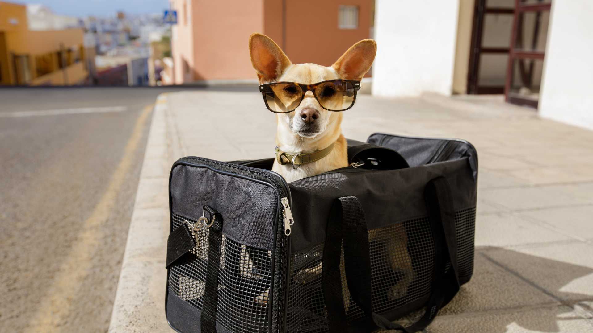 Cómo Viajar en Avión con tu Perro