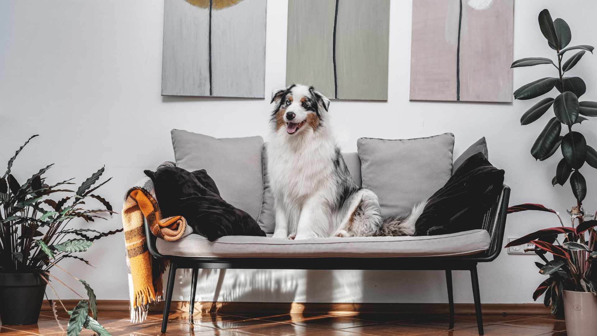 Cómo Eliminar las Pulgas de una Casa: Paso a Paso