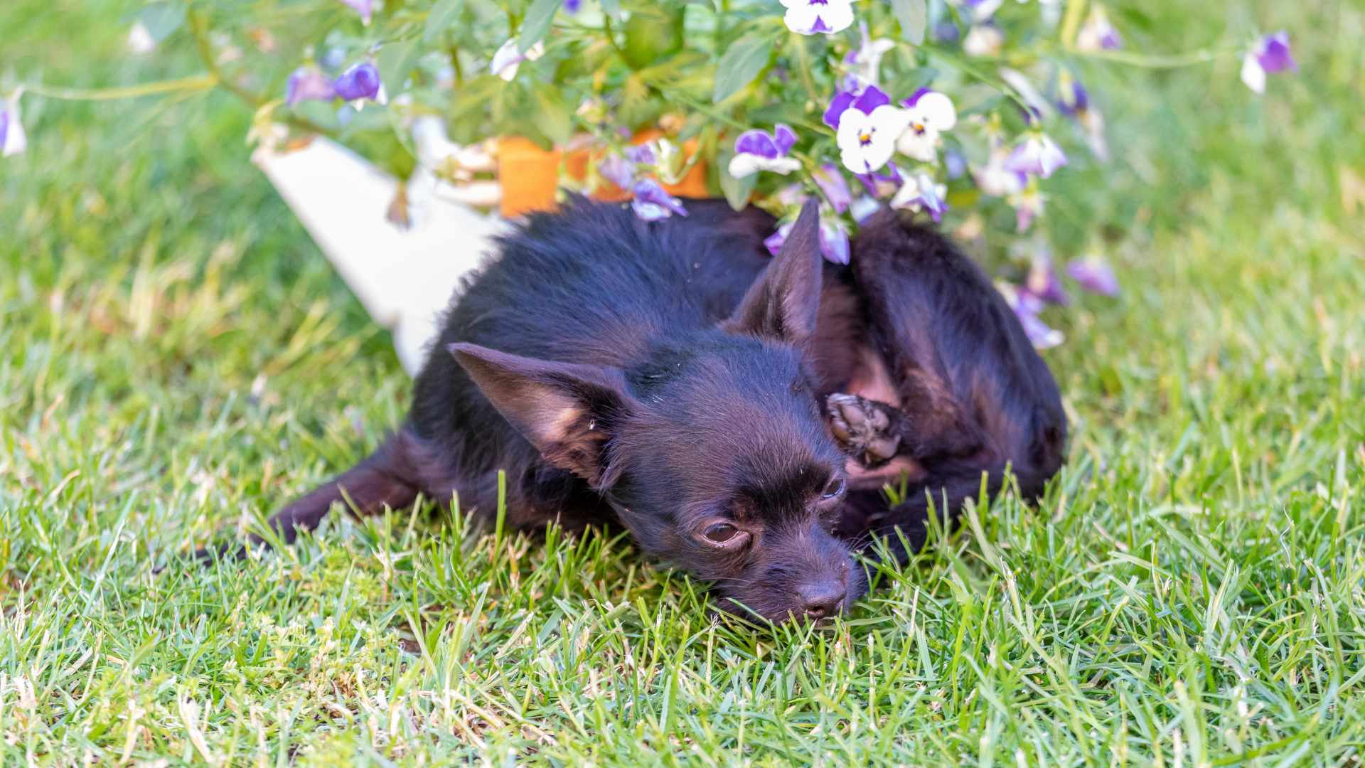 Raza Chi-Poo: Qué Debes Saber de Esta Raza