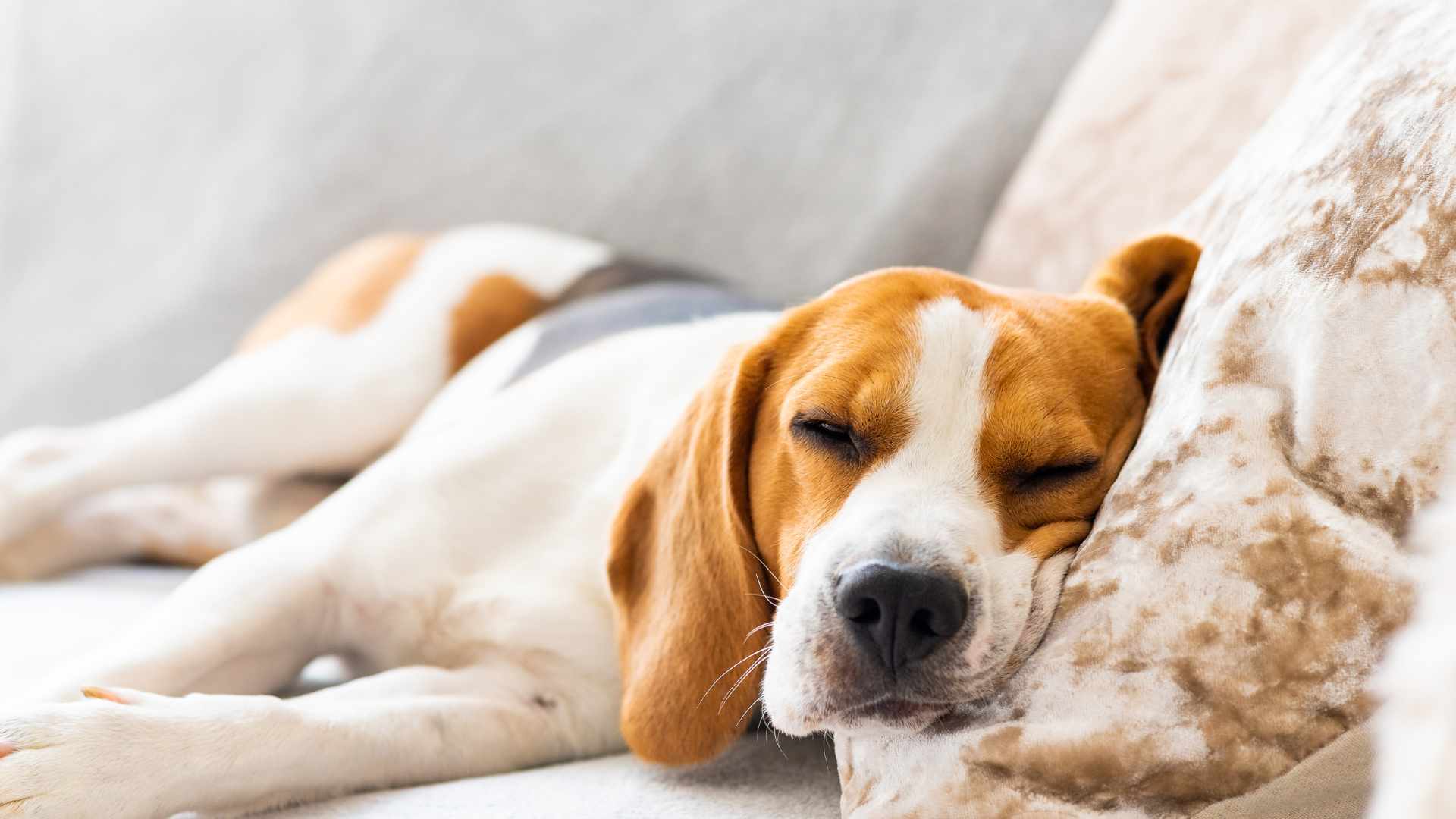 Melatonina para Perro: Qué Debes Saber