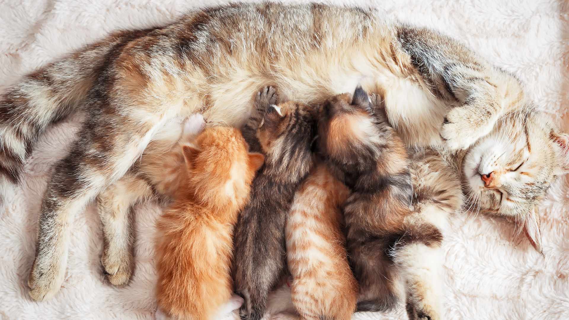 ¿Qué Significan los Distintos Colores de Gatos?