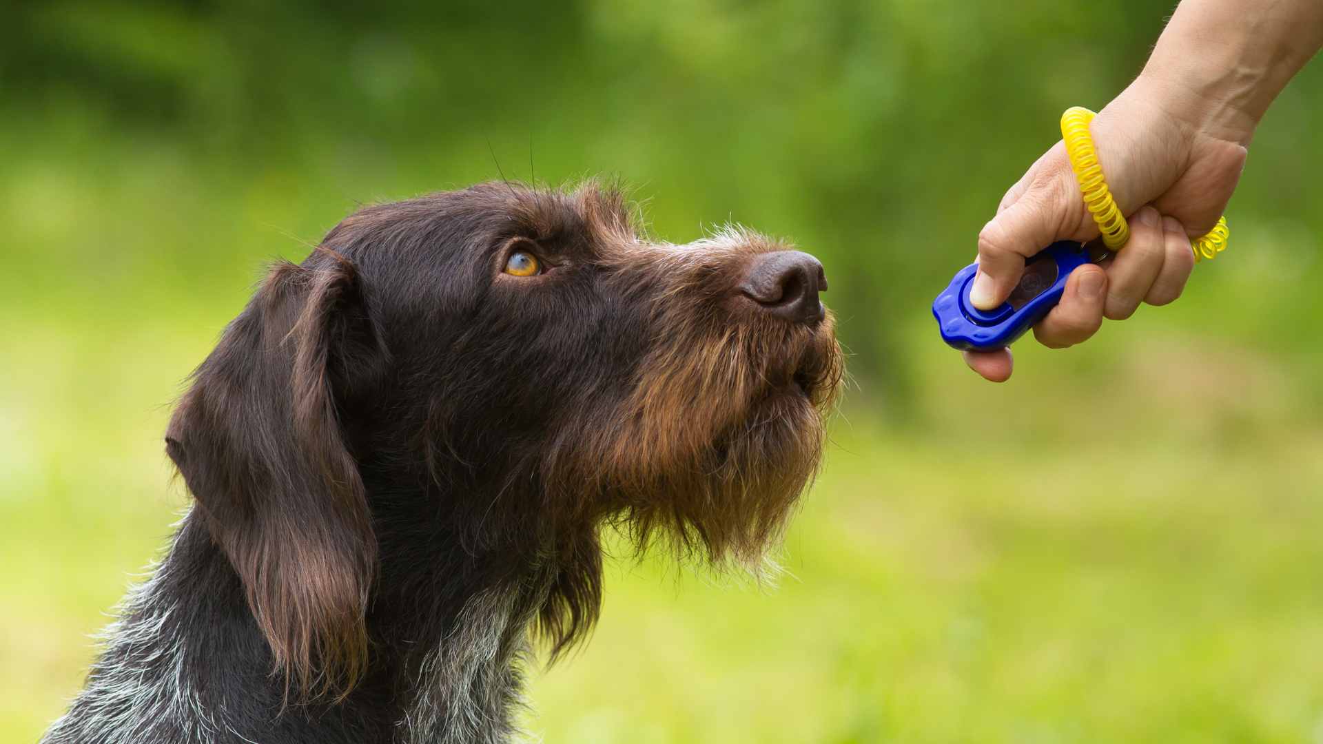 Dónde Puedes Estudiar Etología en Chile