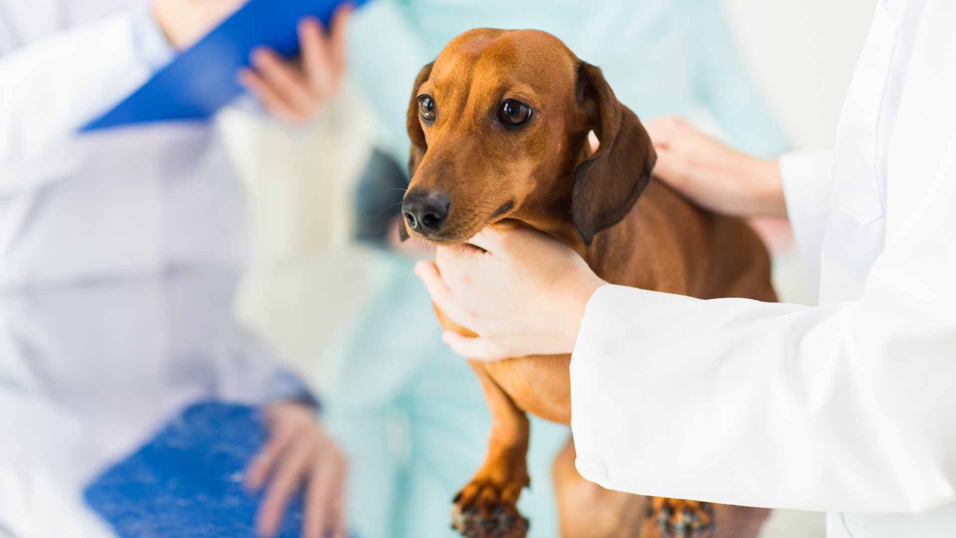 Parásitos Internos de Perros: Qué Debes Saber