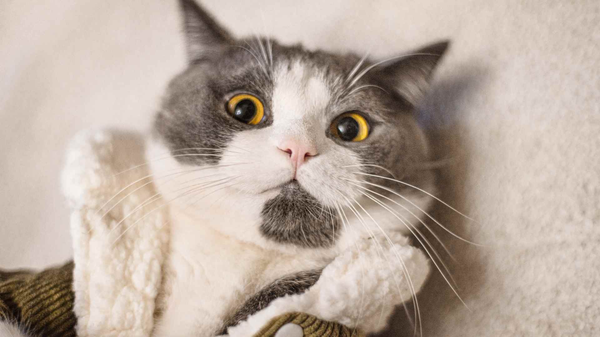 Masajes para Gatos con Estreñimiento: Qué Debes Saber