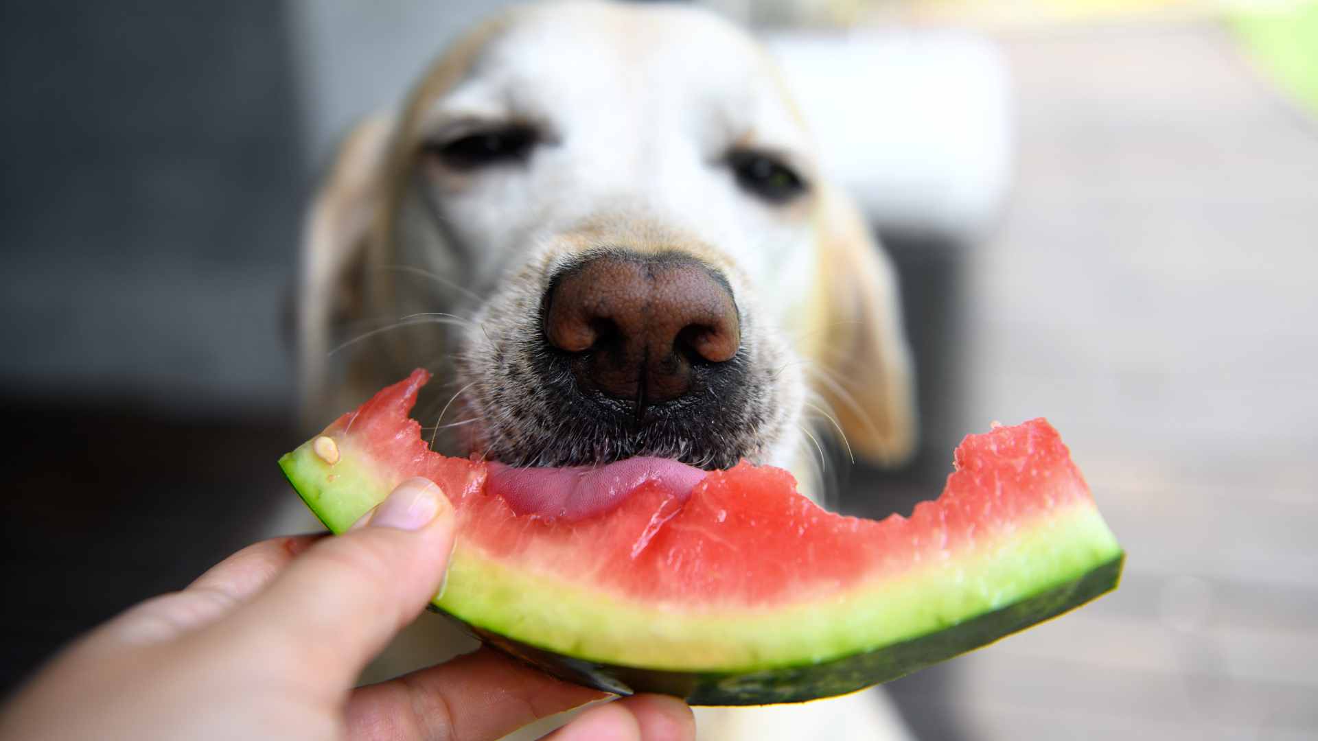 ¿Los Perros Pueden Comer Sandía?