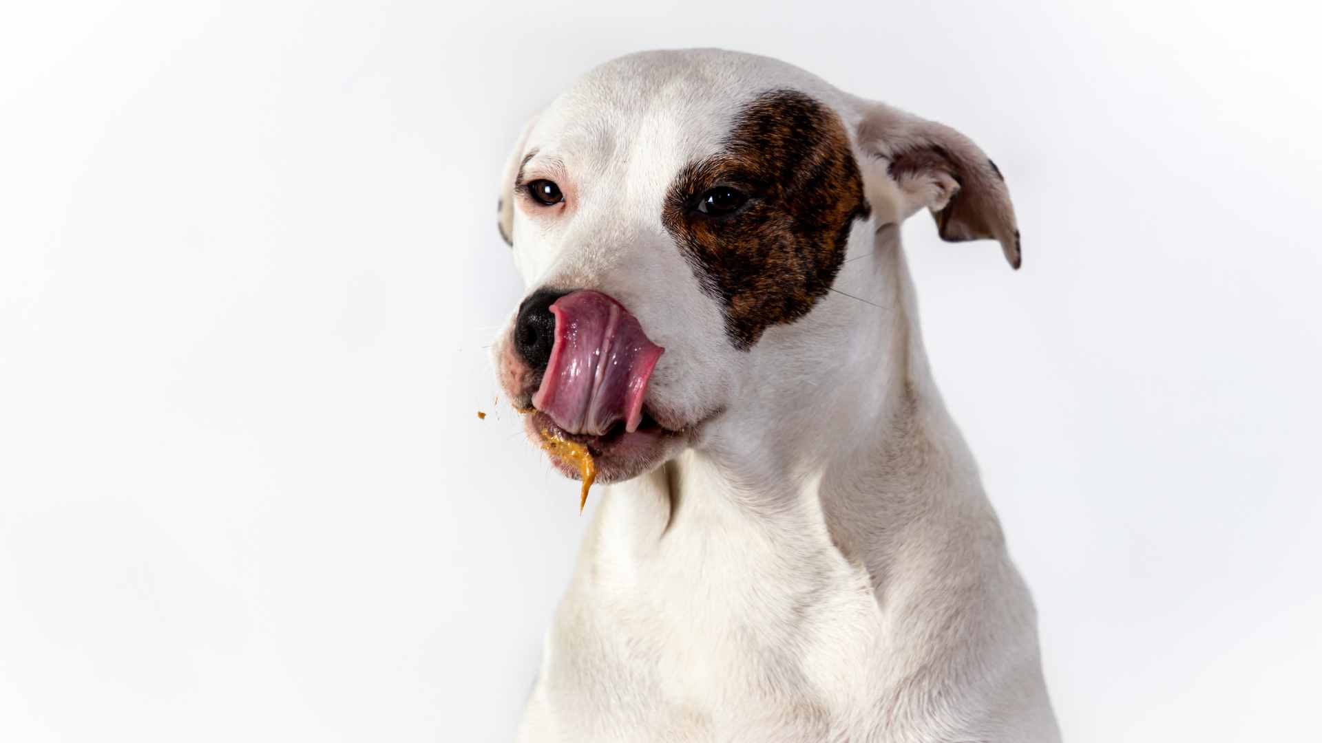¿Los Perros Pueden Comer Almendras?