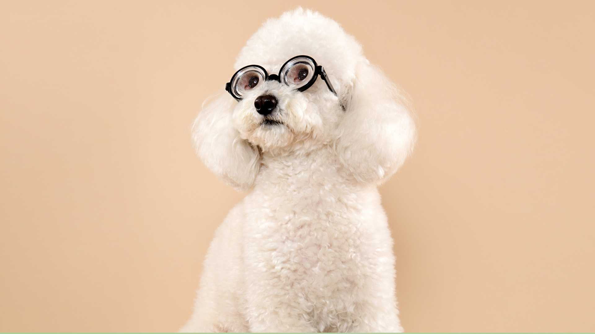 Perros Miniaturas Blancos: Cuáles Debes Conocer