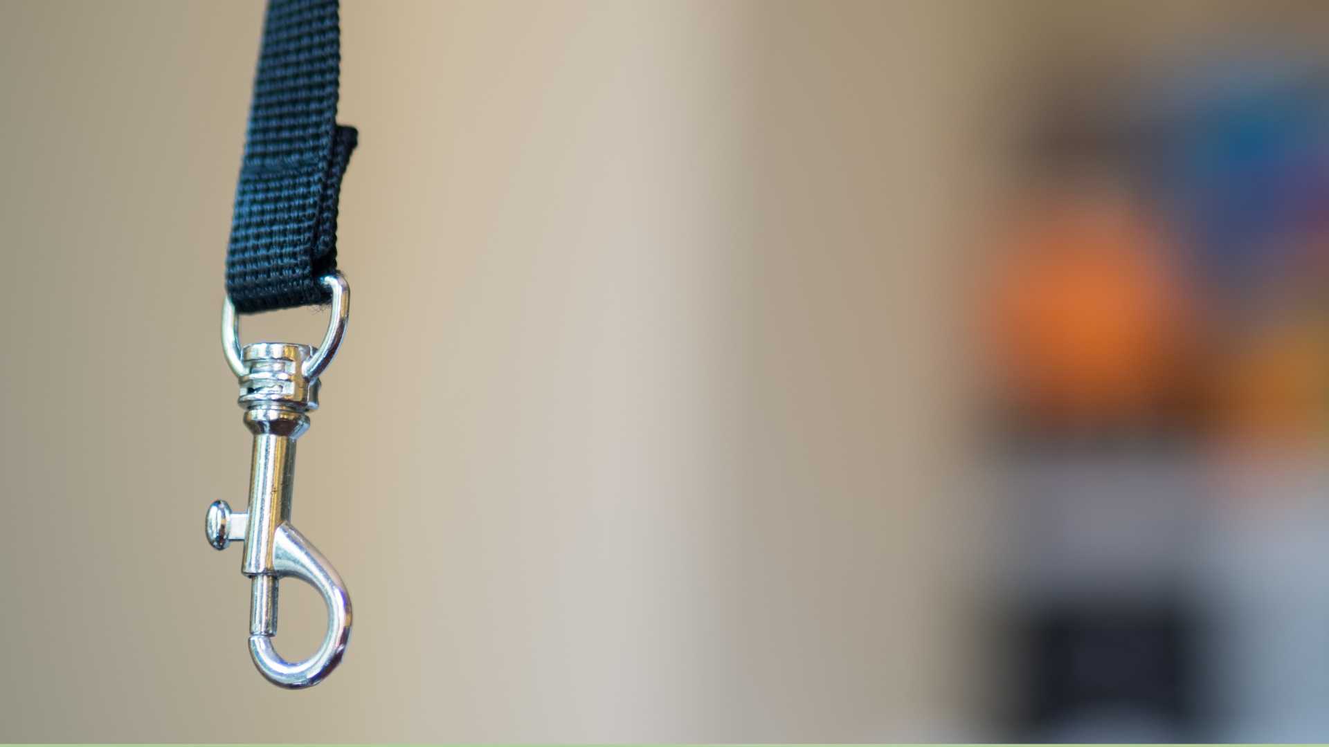 Tips para Encontrar un Perro Perdido