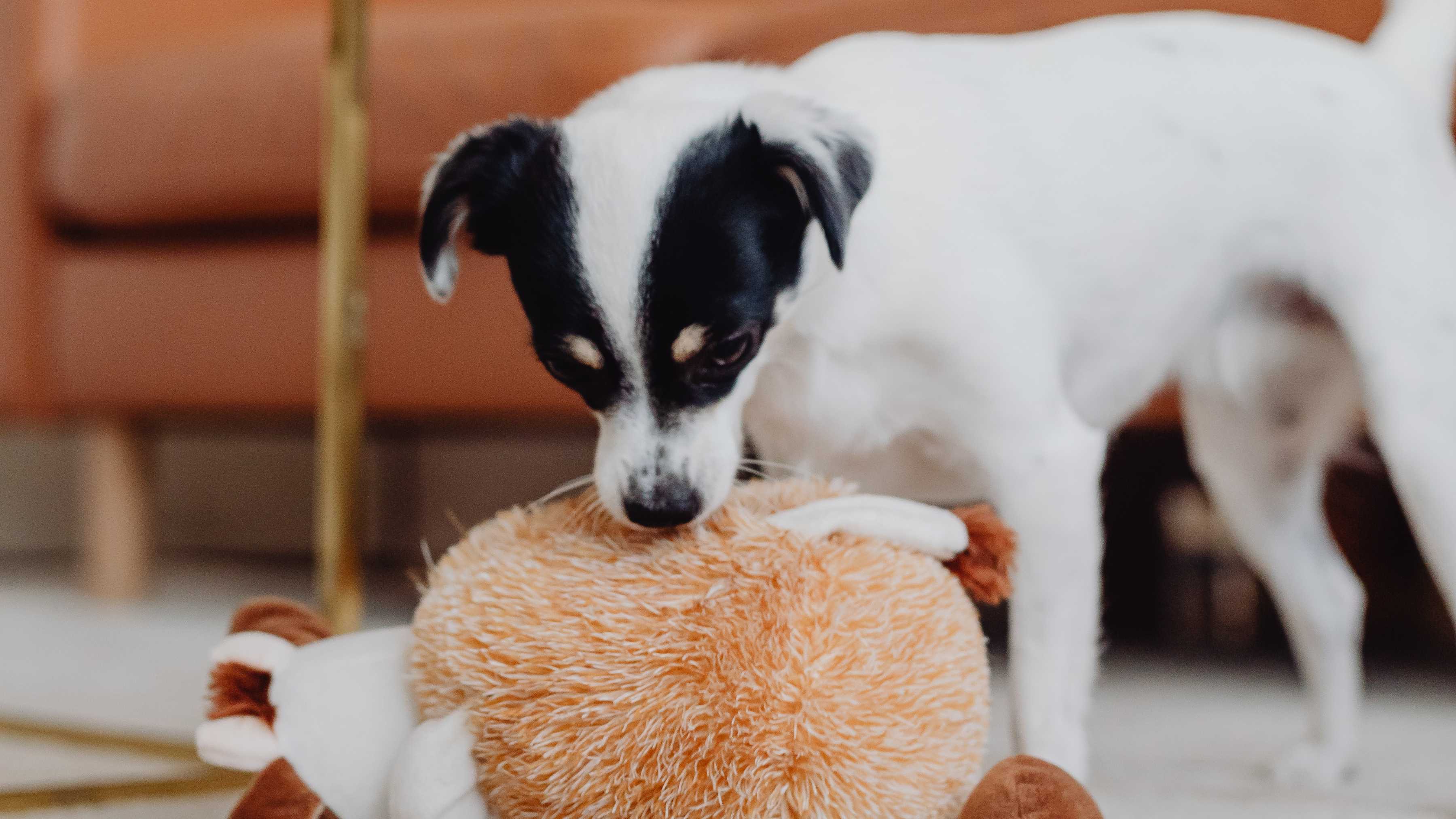 Cuántos Años Vive un Perro Mestizo