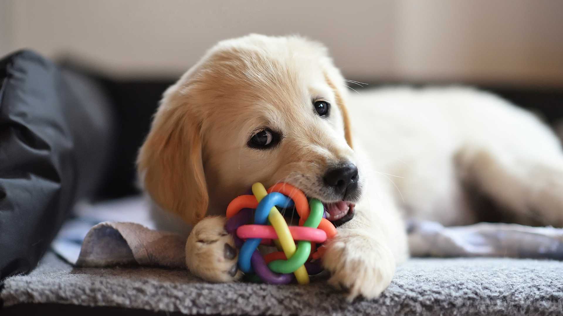 ¿Los Perros Cambian los Dientes?