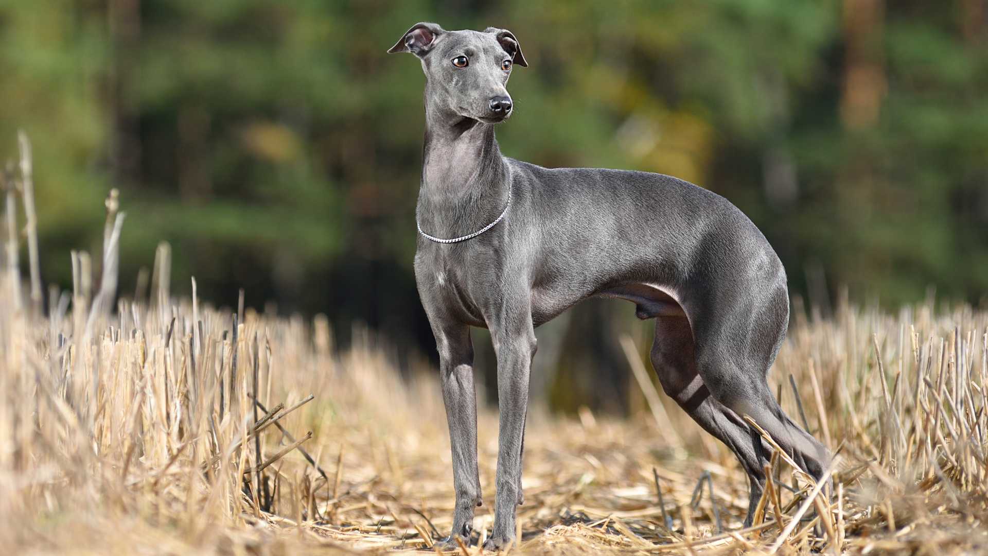 Tipos de Galgos: Guía Completa