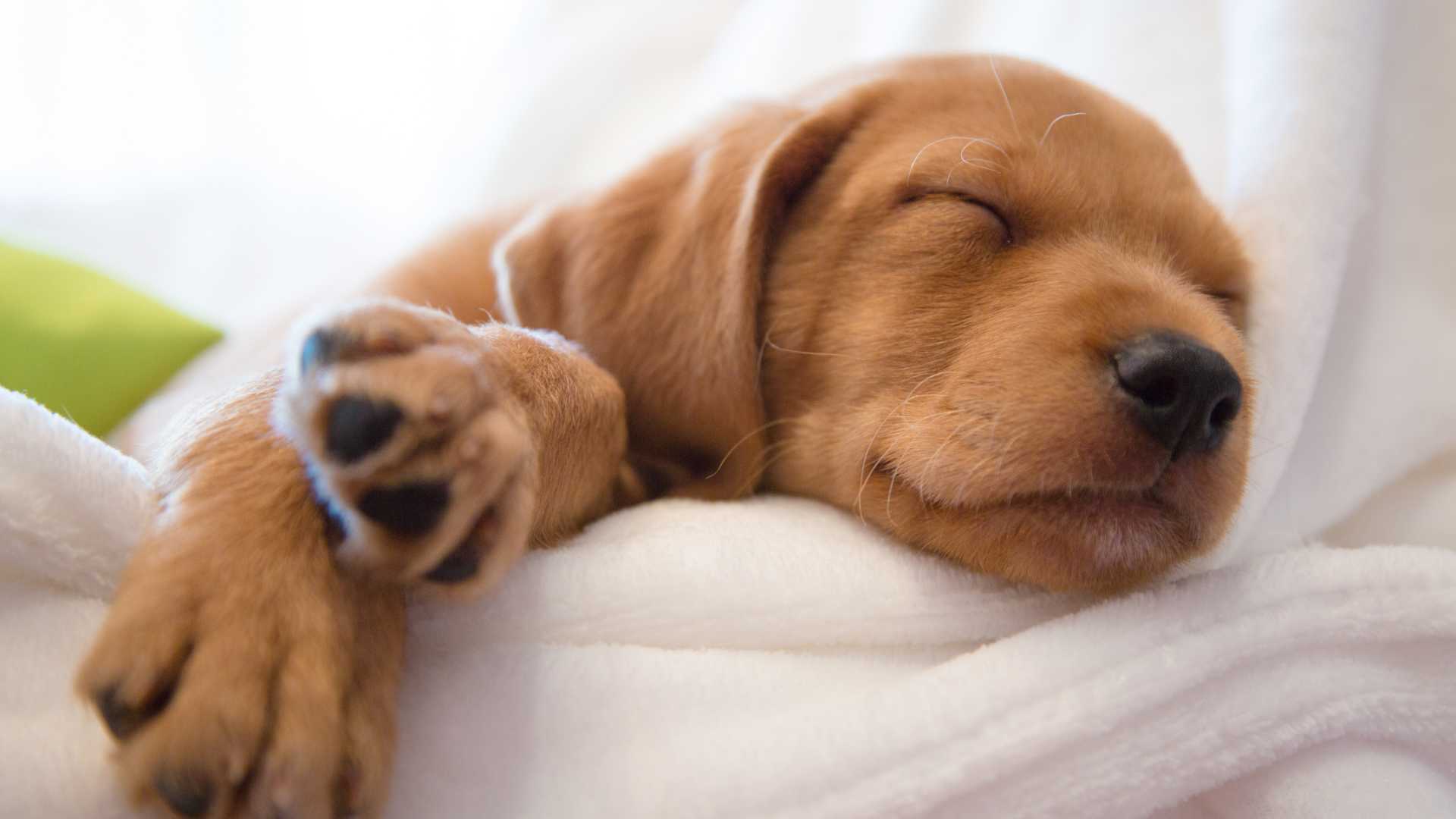 Mi Perro Ronca: Por Qué Pasa y Qué Hacer