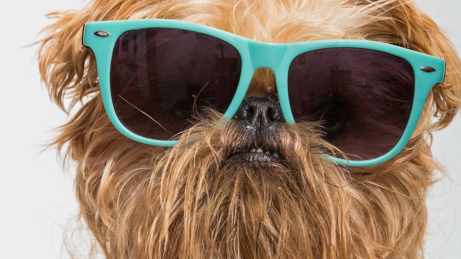 ¿De Qué Color Ven los Perros?