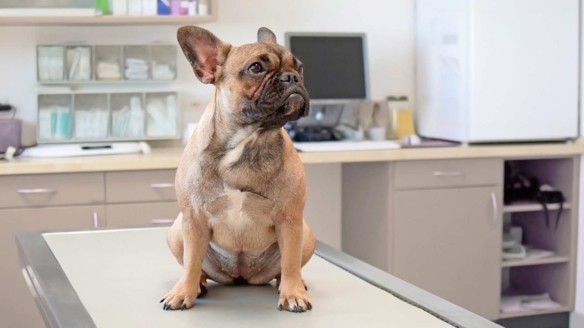 Ácaros en Perros: Qué Debes Saber