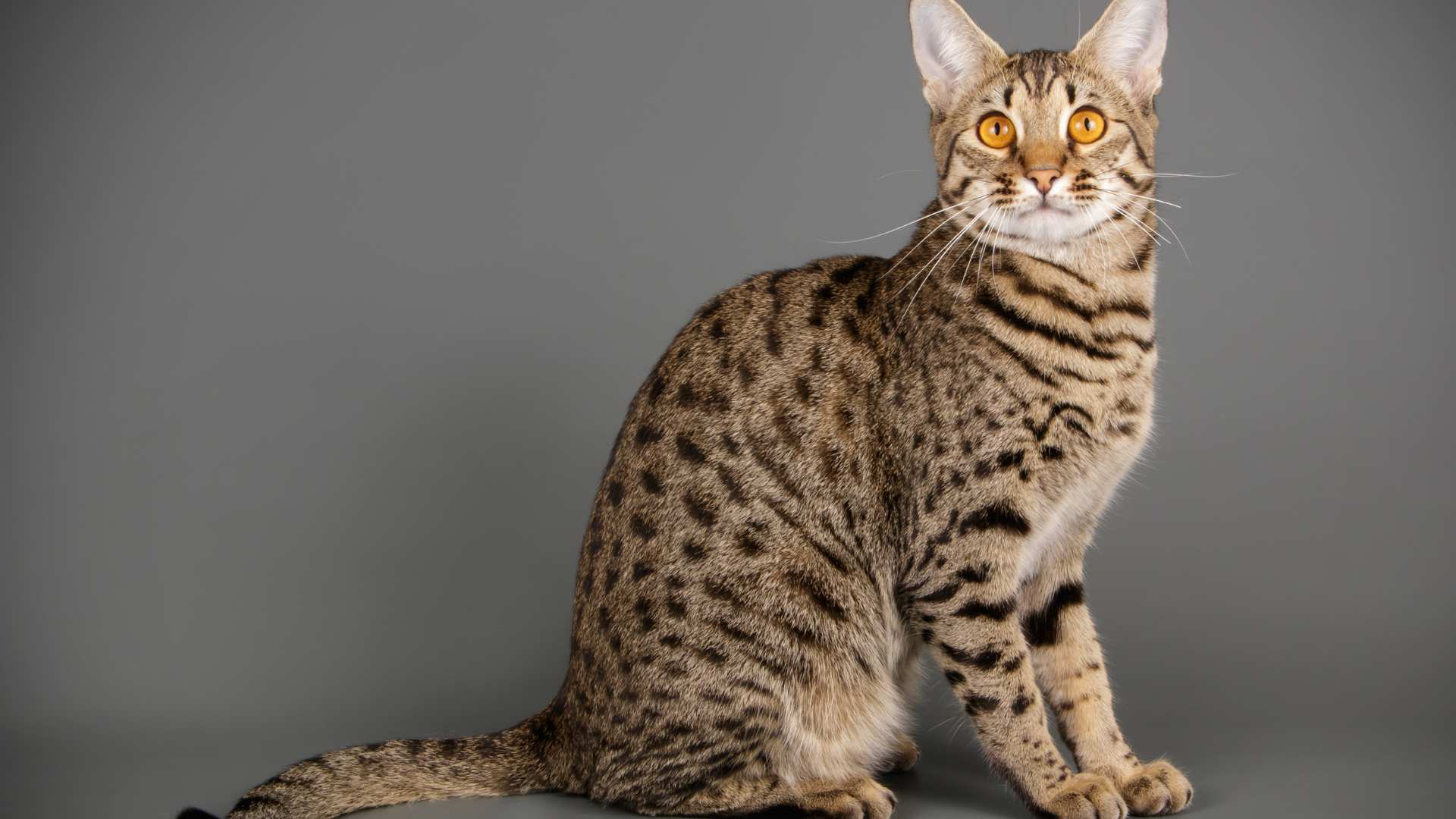 Gato Savannah: Todo Sobre Esta Raza