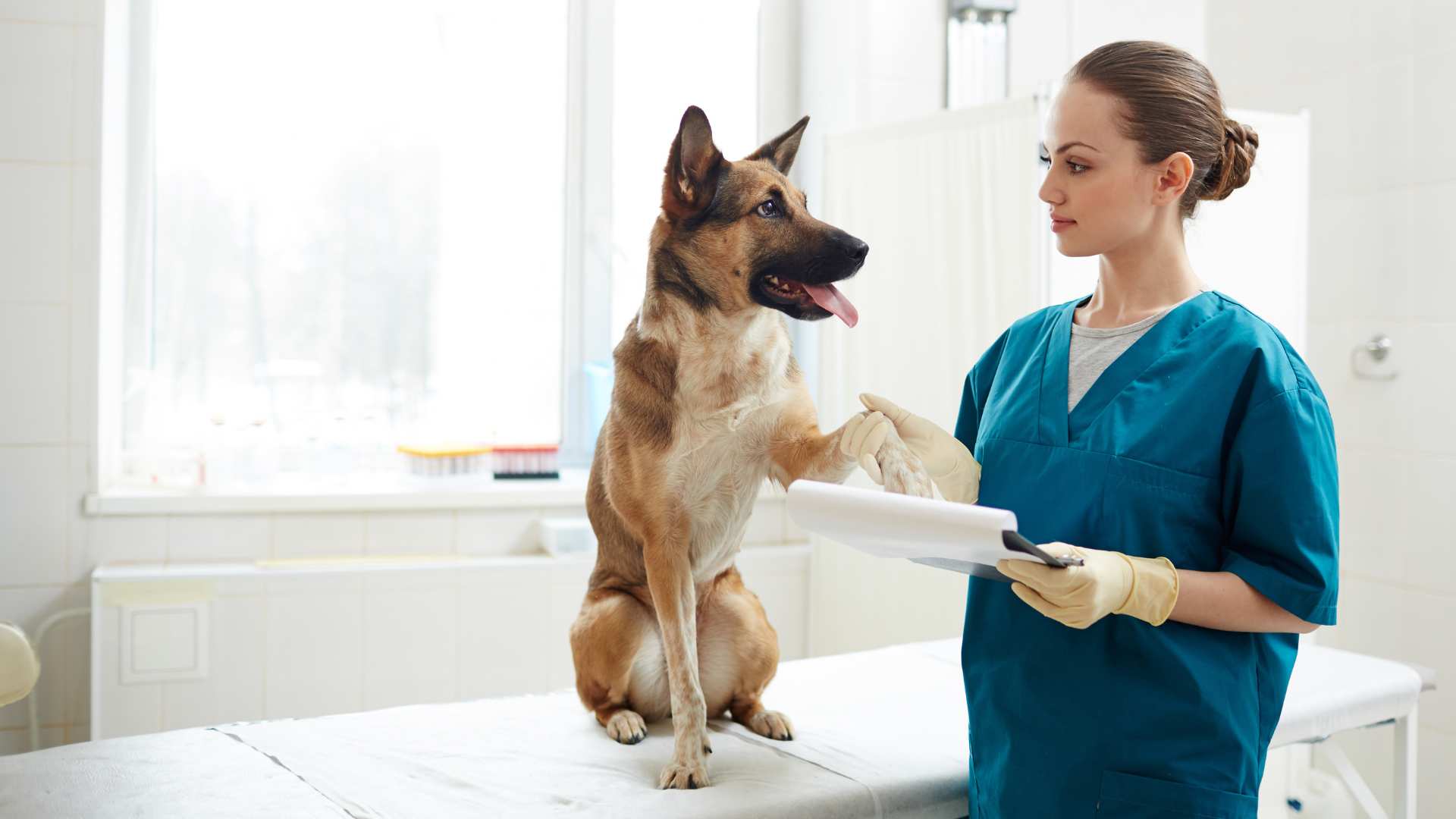 Piometra en Perros: Qué Debes Saber