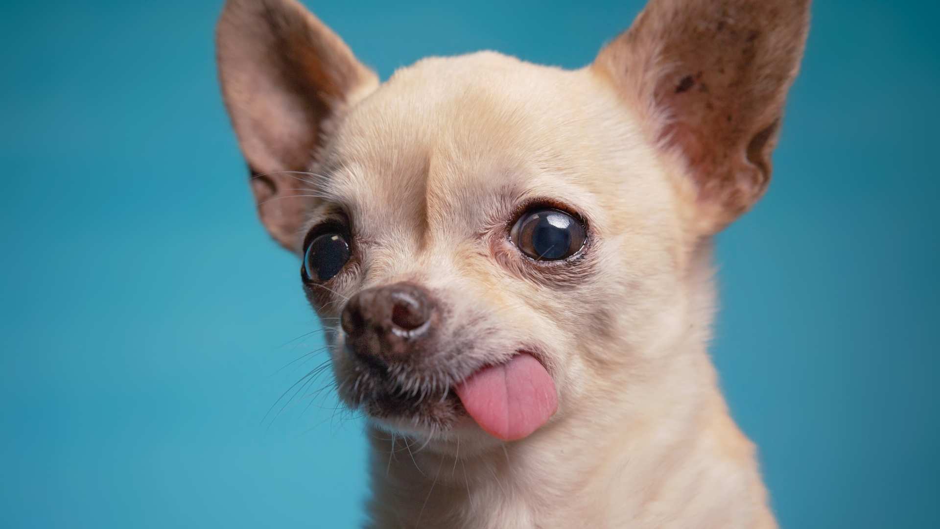 Chihuahua Cabeza de Venado: Todo Sobre Esta Raza