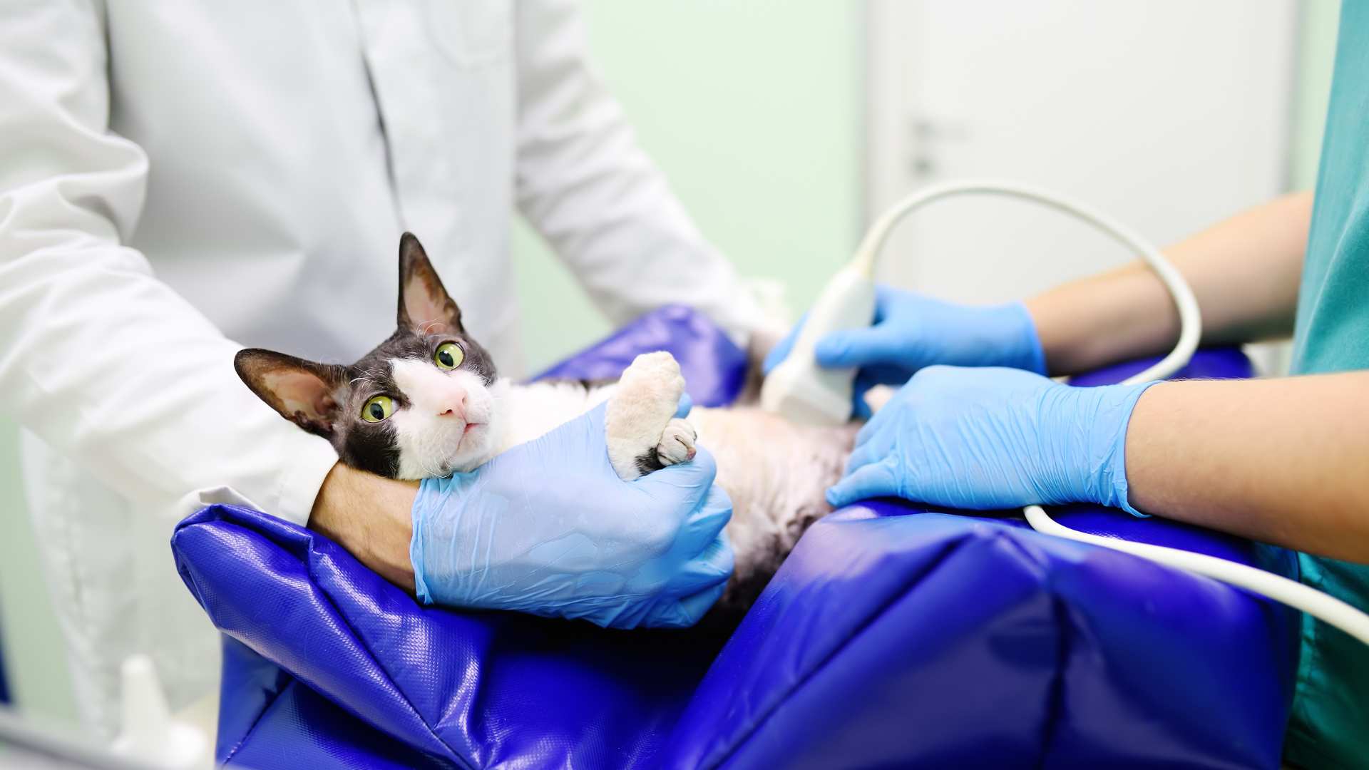 ¿Cuánto Dura el Embarazo de los Gatos?