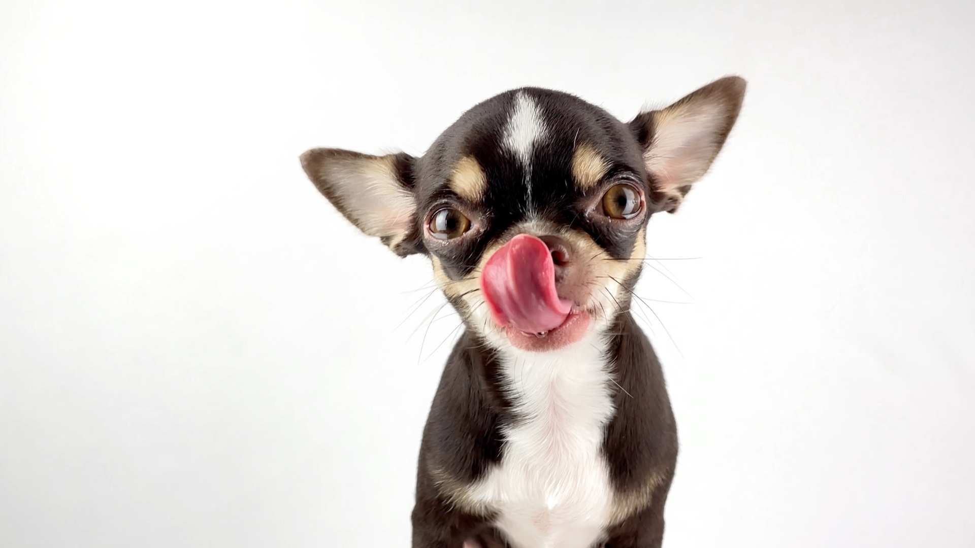 Tabla de Porciones de Alimentos para Perros Cachorros