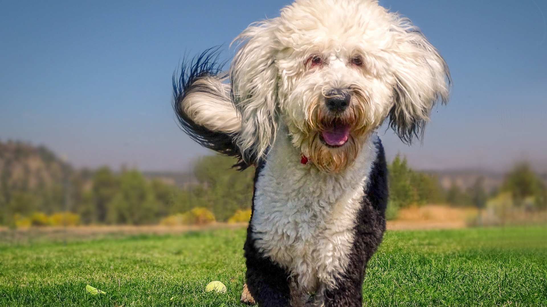 Shepadoodle: Todo Sobre Esta Raza