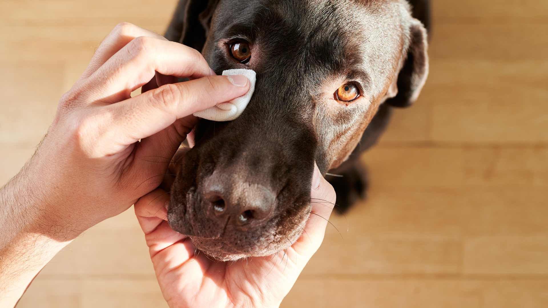 Cataratas en Perros: Qué Debes Saber
