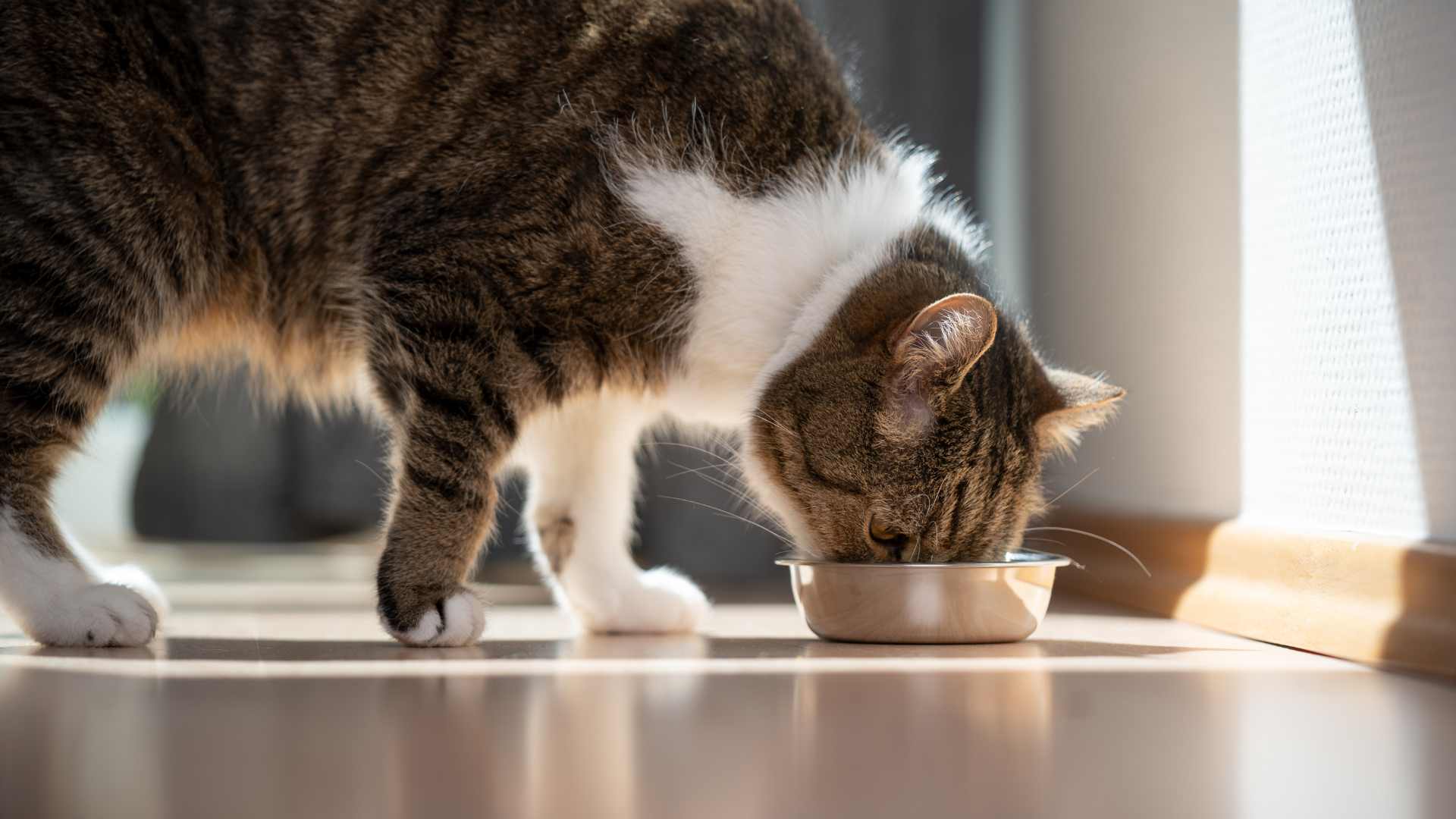 Tabla de Porciones de Alimento para Gatos