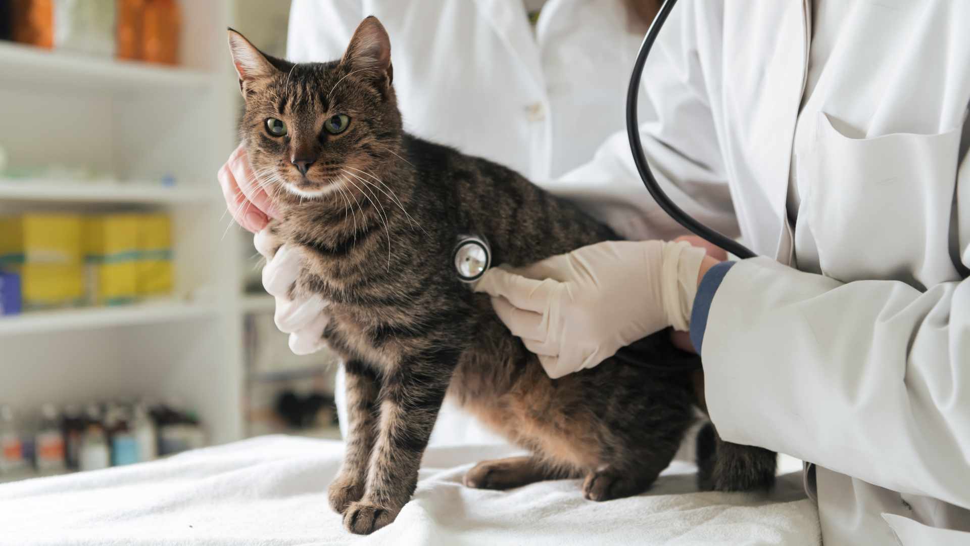 Esterilización Felina: Todo lo que Debes Saber