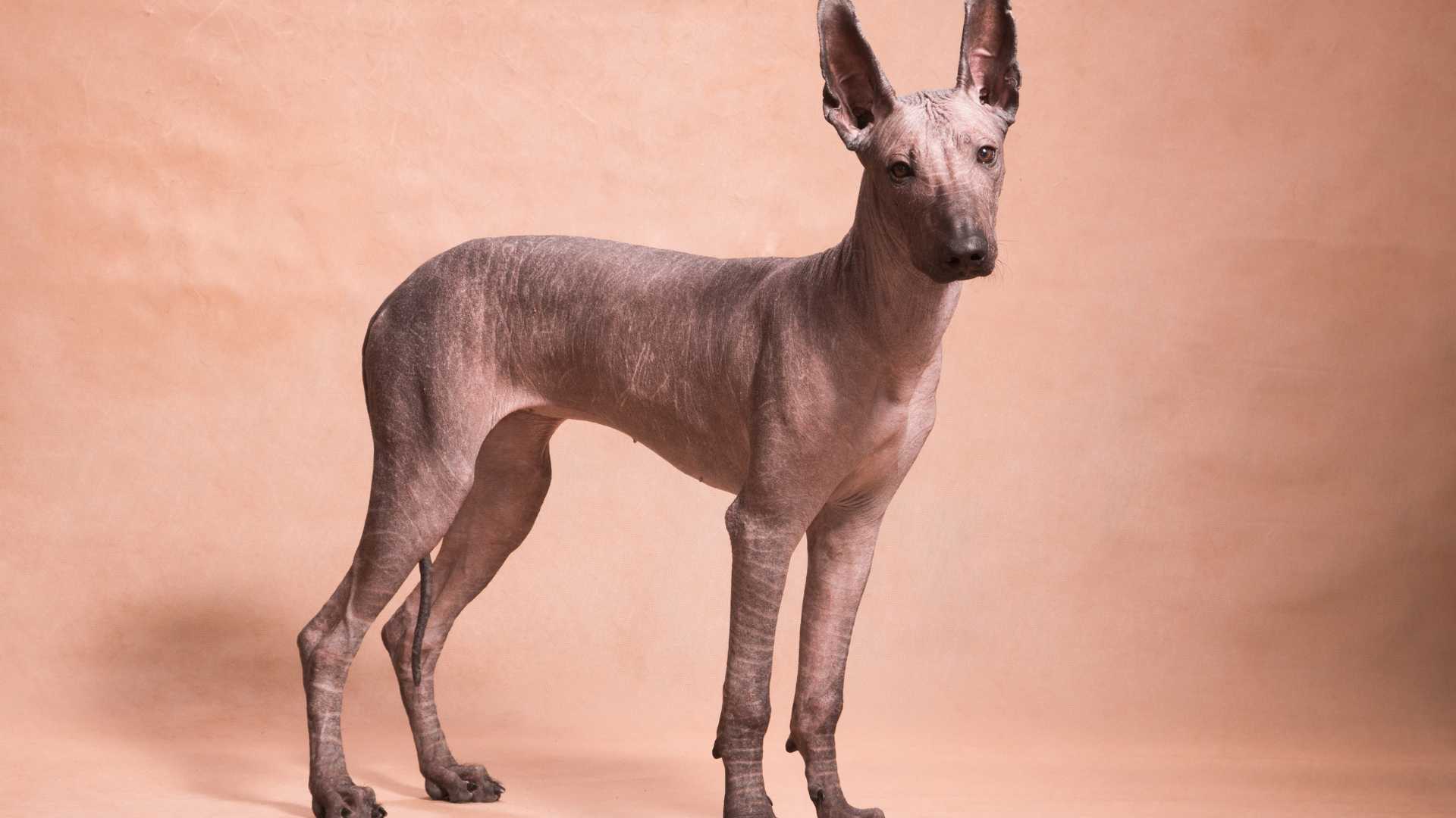 Perros Sin Pelo que Debes Conocer