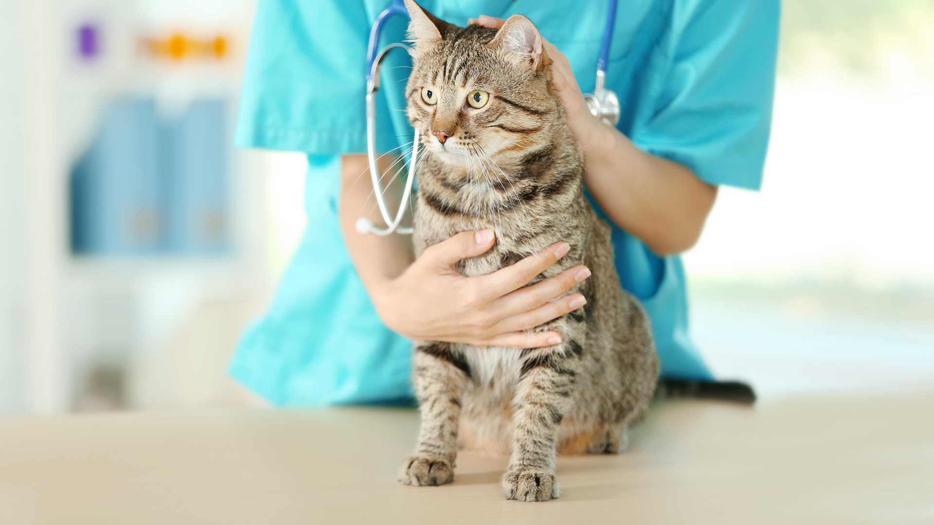 Vacuna Triple Felina: Qué Debes Saber