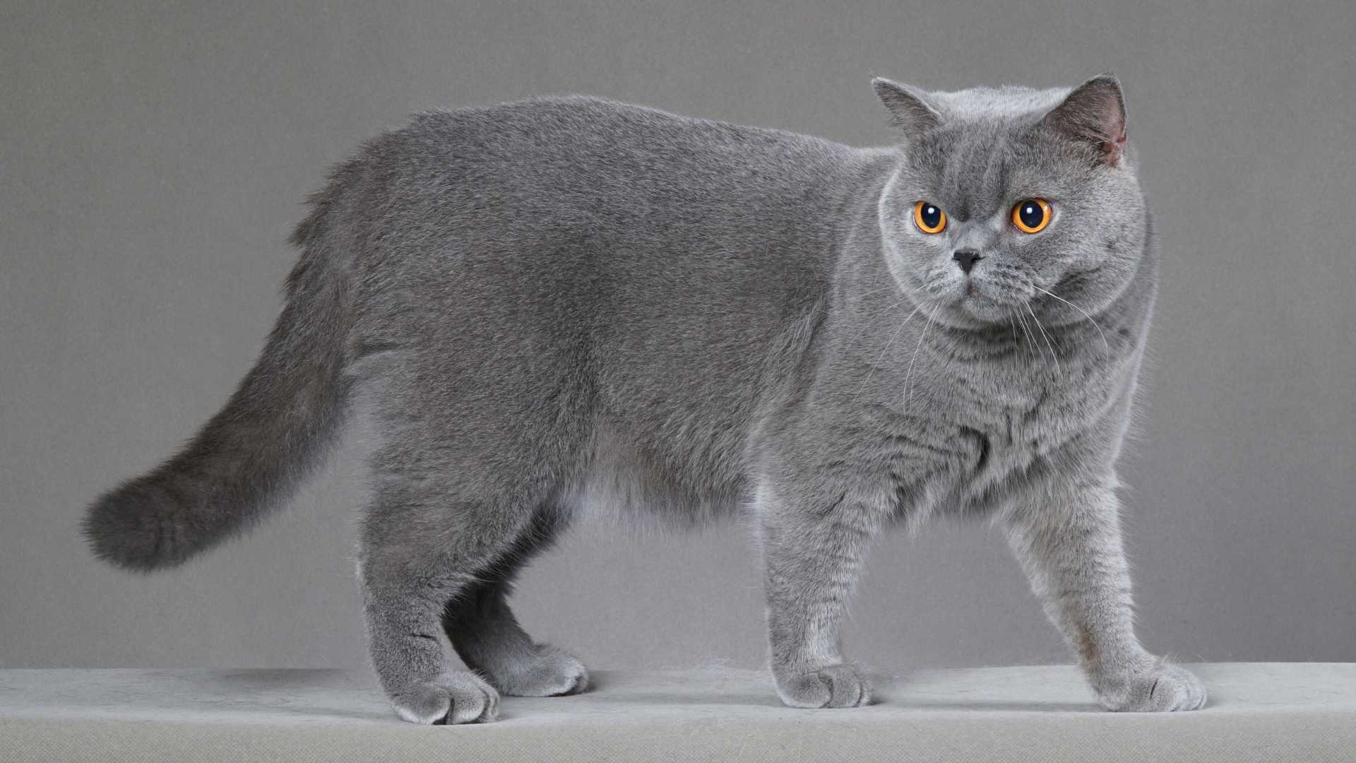 British Shorthair: Todo Sobre esta Raza