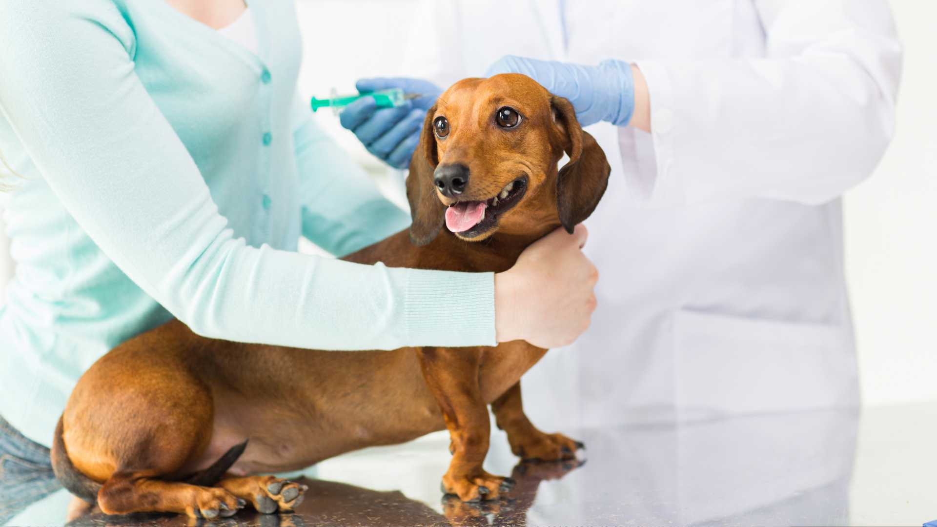 Gastroenteritis en Perros: Causas, Síntomas y Tratamiento