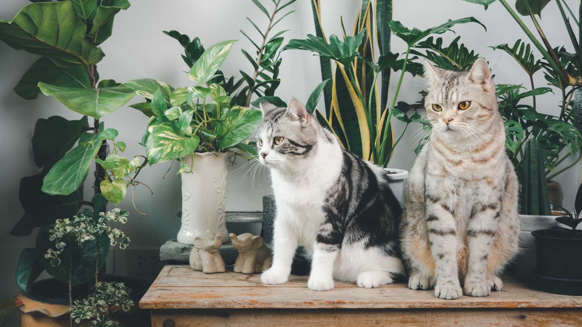 Plantas Tóxicas para Gatos: Estas Debes Conocer