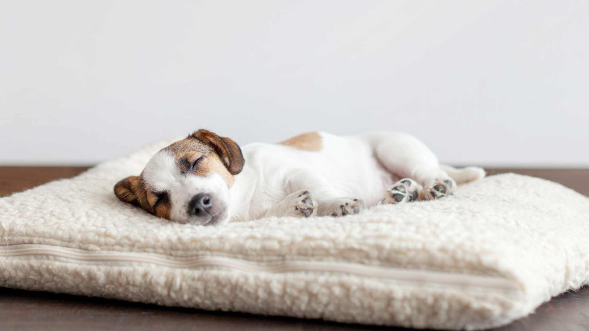 Cuántas Horas Duerme un Perro