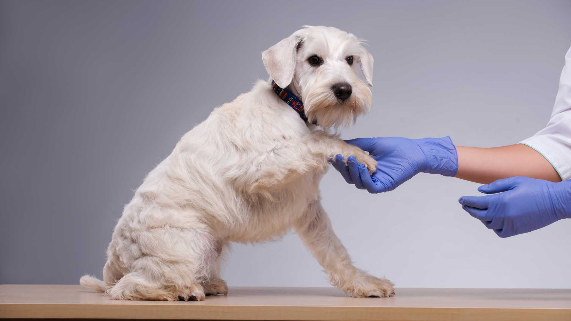 Qué Hacer si a tu Perro le Pica una Abeja