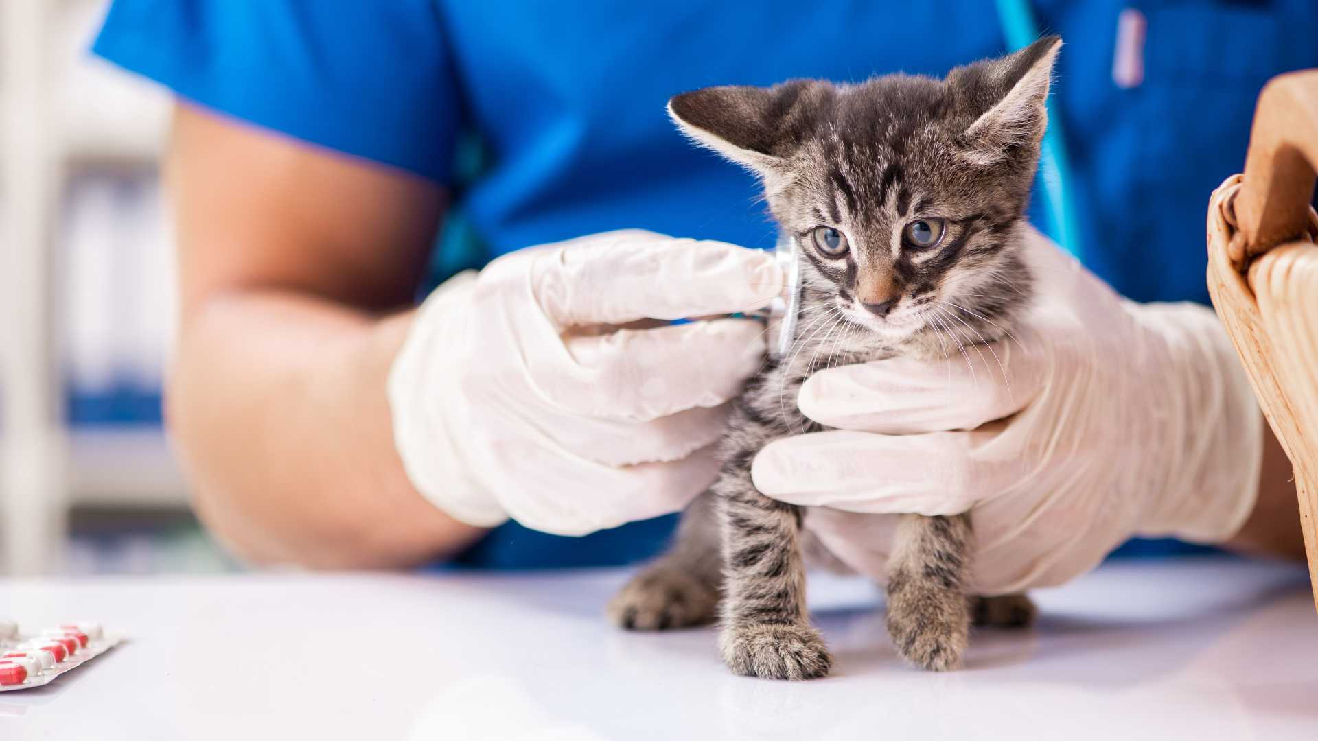 Enfermedades de Gatos que Debes Conocer