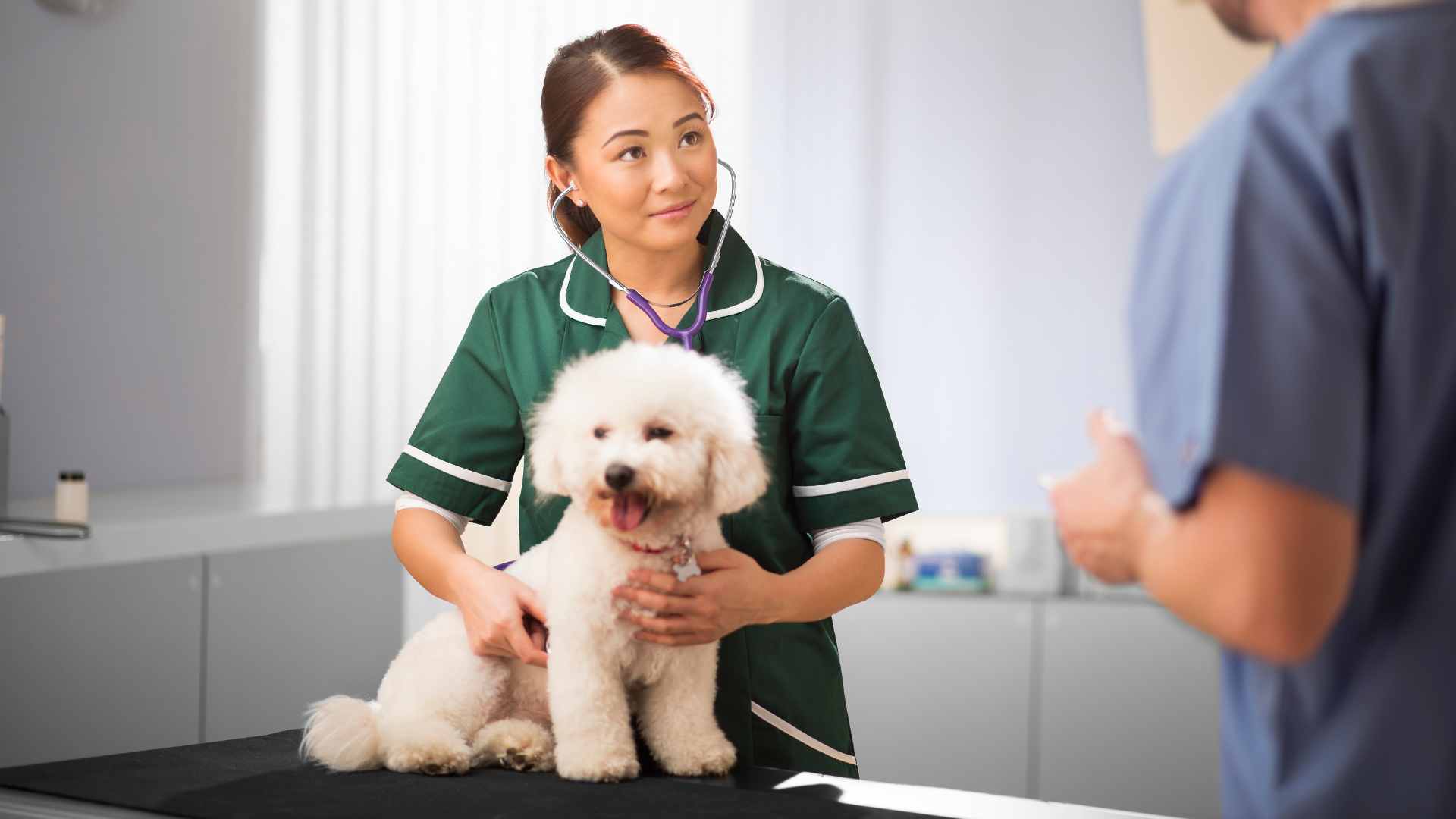 Pancreatitis en Perros: Causas, Síntomas y Tratamiento