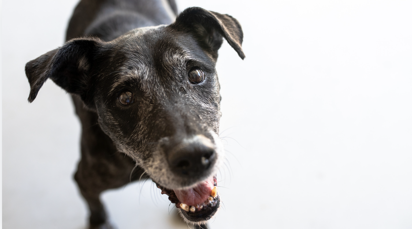Artrosis en Perros: Qué Debes Saber