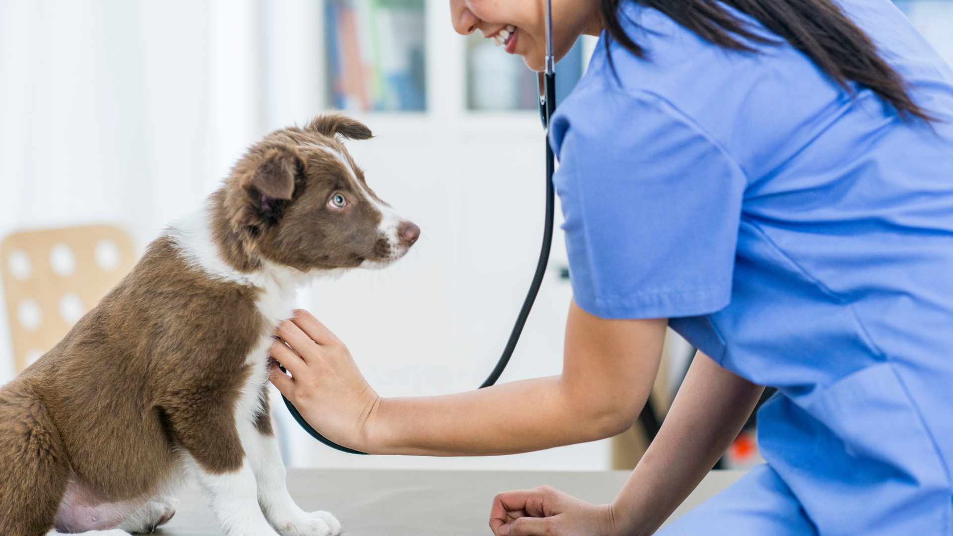 Beneficios de Esterilizar a un Perro