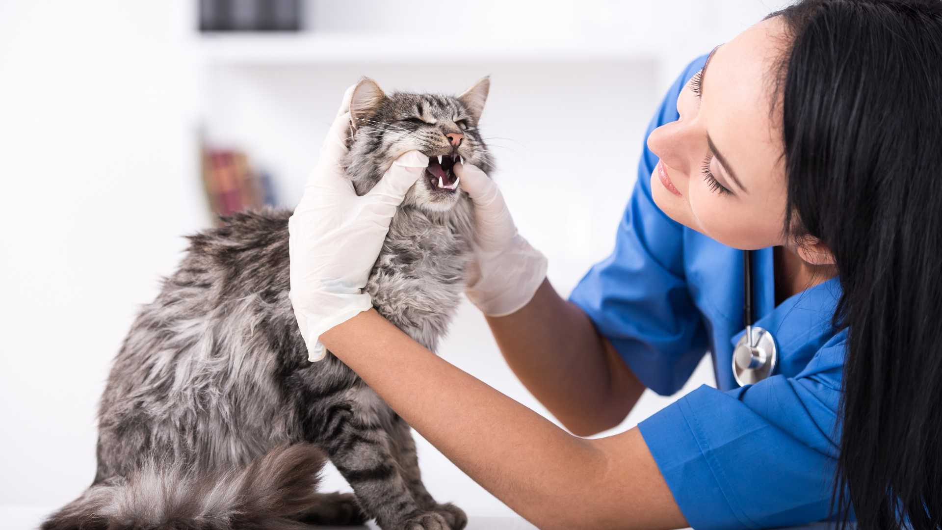 Rabia en Gatos: Qué Debes Saber