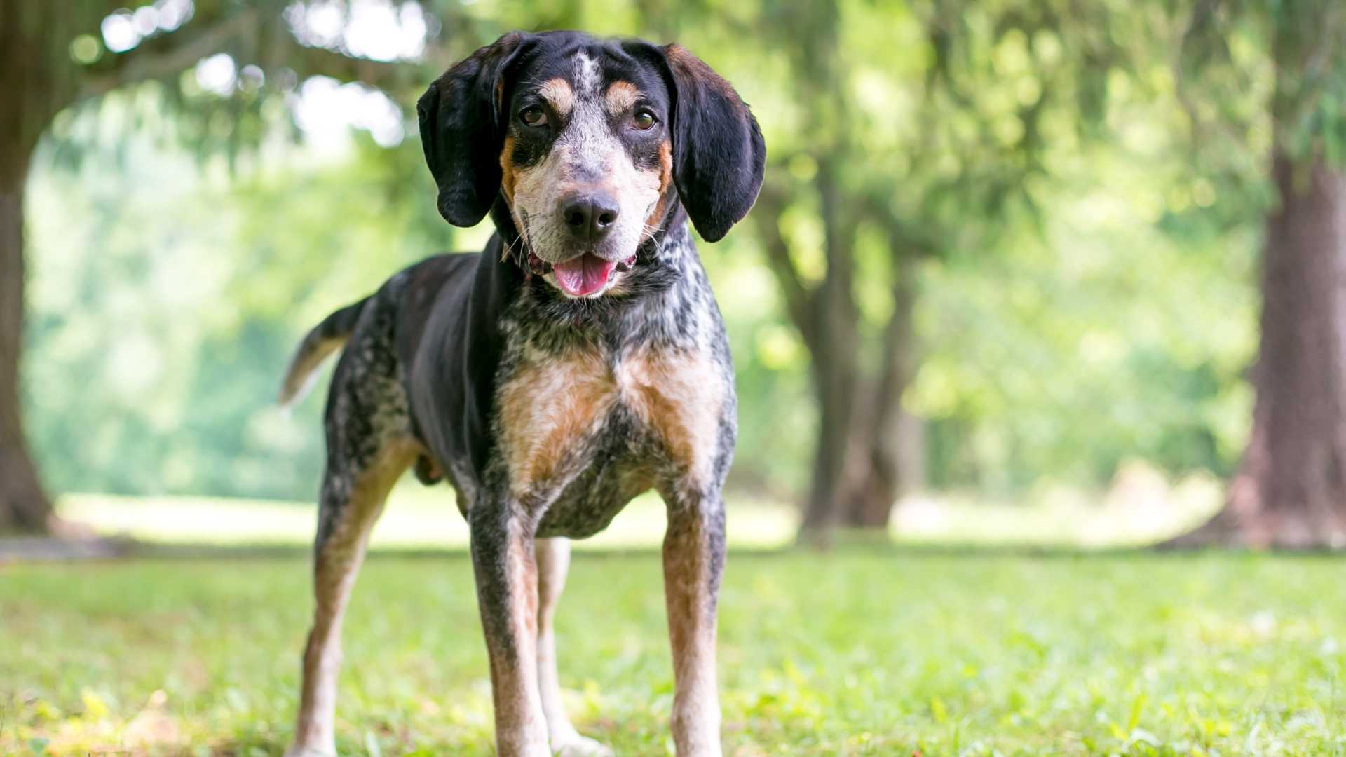 Coonhound: Todo Sobre Esta Raza