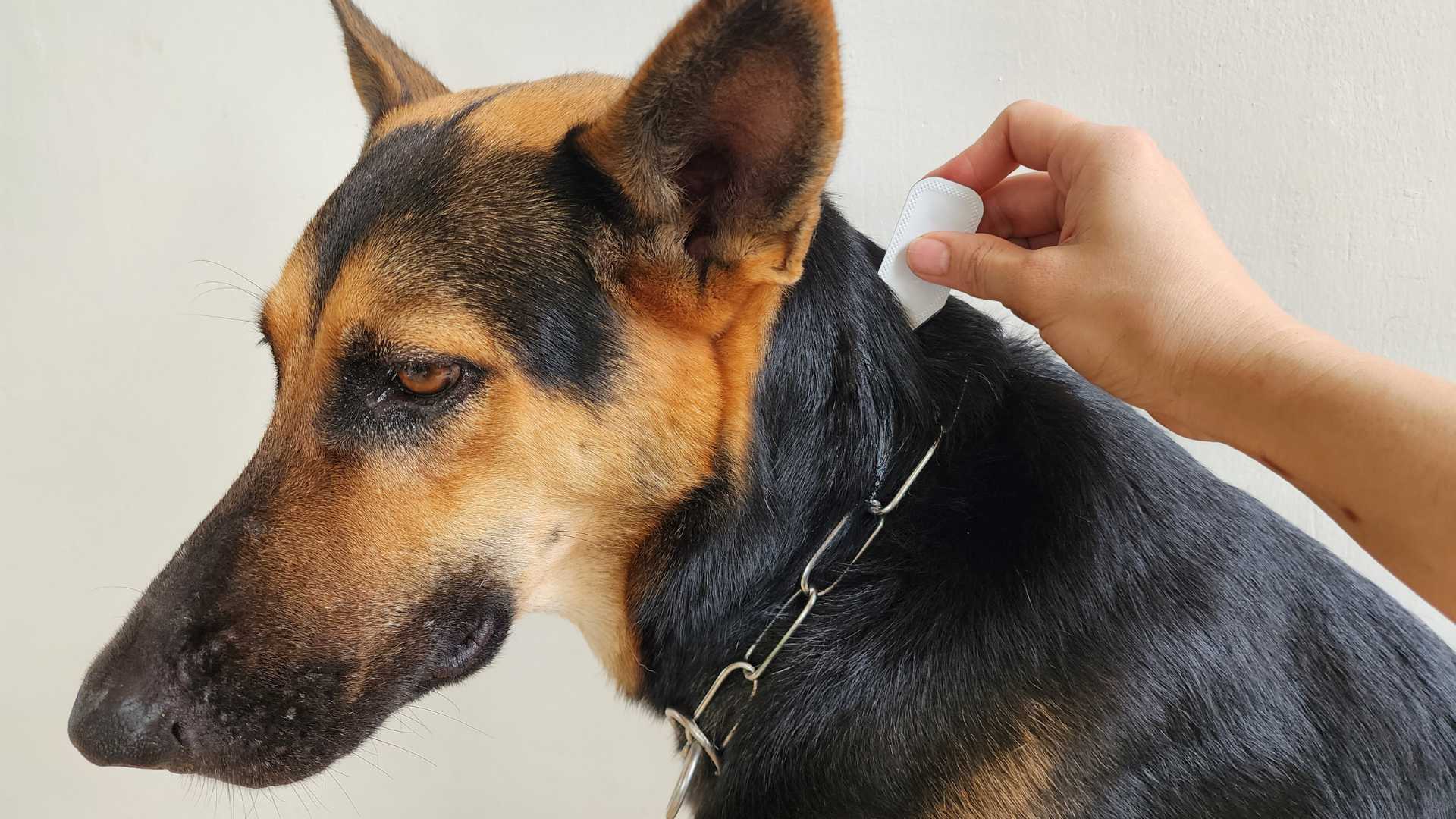 Alergia a las Pulgas: Qué Debes Saber