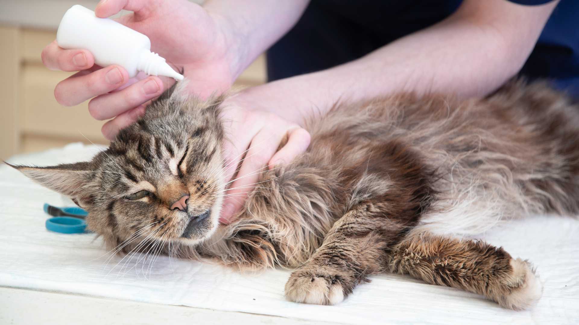 Ácaros en Gatos: Todo lo que Debes Saber