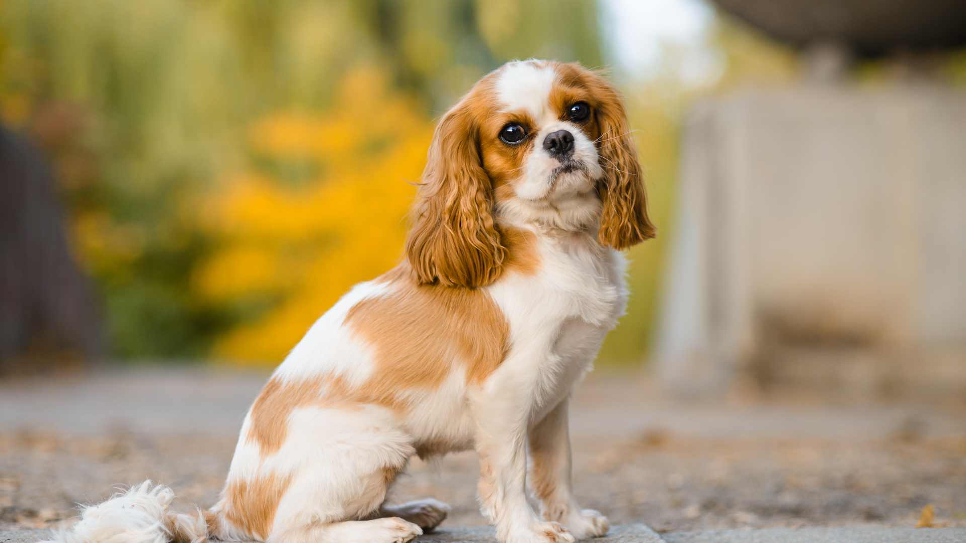 King Charles Spaniel: Todo Sobre Esta Raza