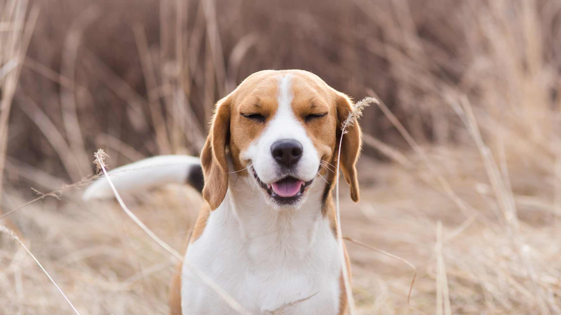 Mi Perro Estornuda Mucho: Qué Debes Saber